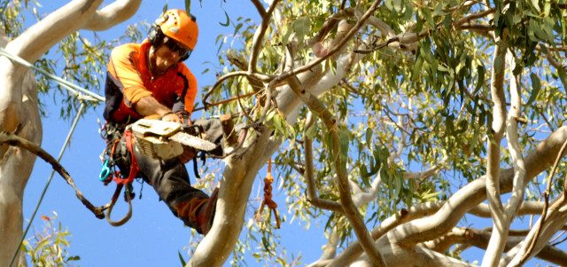 Tree Removal Brisbane Northside