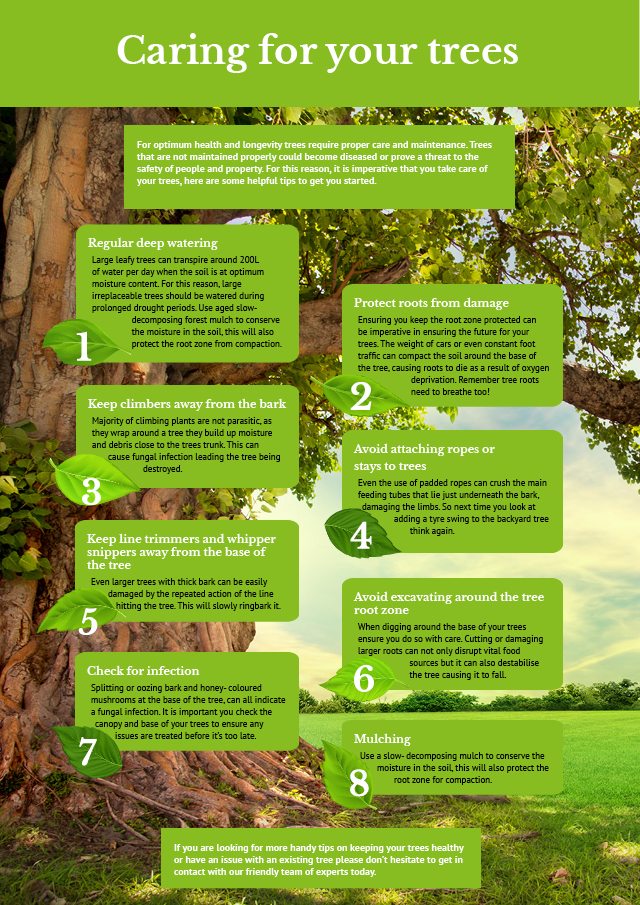 Tree Care Infographic