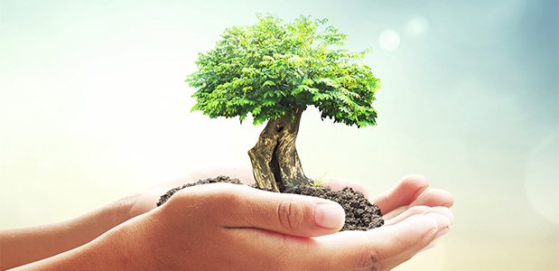 tree trimming in Australia