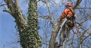 Tree lopper v Arborist which one is cheaper, and which one is better for your property