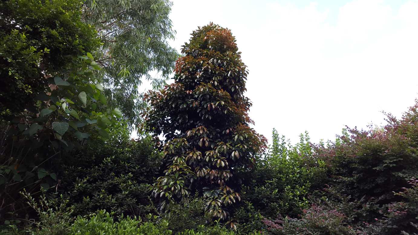 Elaeocarpus Eumundi Tree