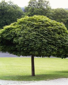 Globosum Tree