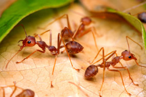 Red Weaver Ant
