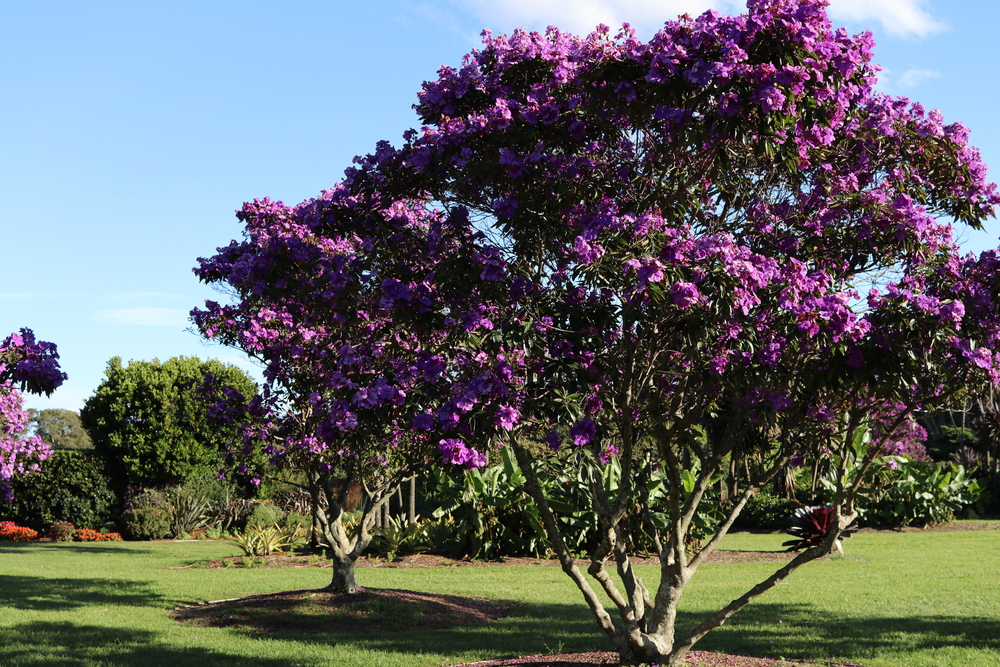 5 Of The Best Trees With Small Root Systems In Australia Arbor Operations