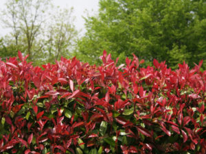Photinia