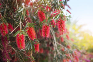 Bottle Brush Tree