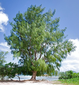 Casuarina Tree