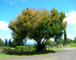 Fiddlewood Tree