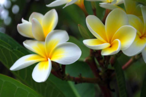 Frangipani Tree