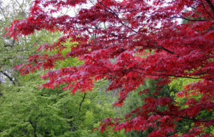 Japanese Maple True