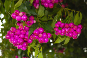 Lilly Pilly Tree