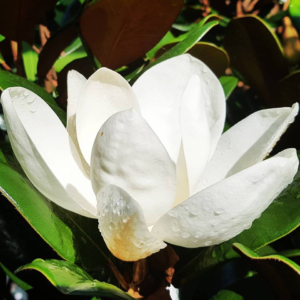 Magnolia Tree