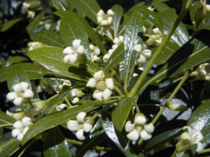 Pittosporum Tree