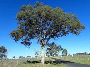 Eucalyptus Tree