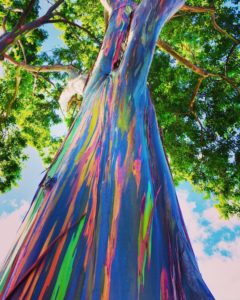 Most Beautiful Trees - Rainbow Eucalyptus