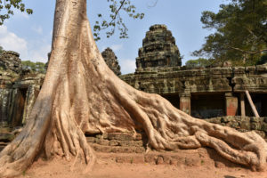 Most Beautiful Trees - Silk Cotton