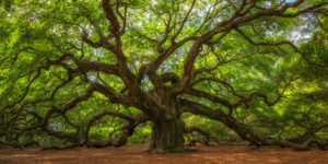 Most Beautiful Trees - Southern Oak