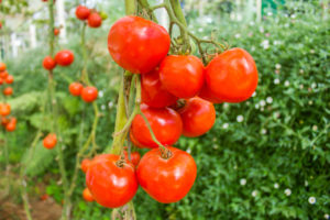 Tomato Tree