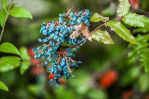 Low Maintenance Trees - Blueberry Ash