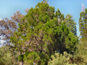 Low Maintenance Tree - Cypress Pine