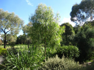 Low Maintenance Trees - Dwarf Gum