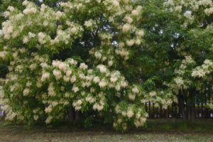 Low Maintenance Trees - Evergreen Ash