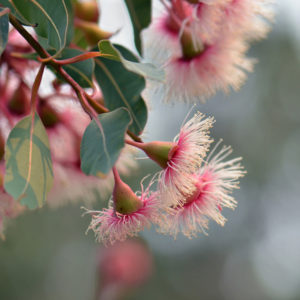 Low Maintenance Trees - Flowering Gum