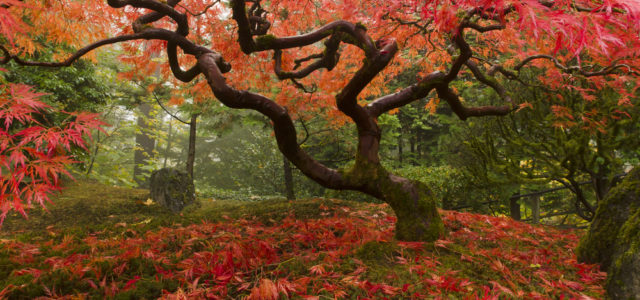 Low Maintenance Trees - Japanese Maple
