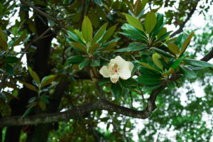 Low Maintenance Trees - Magnolia