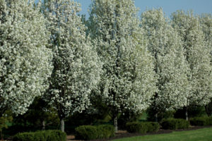 Low Maintenance Trees - Ornamental Pear