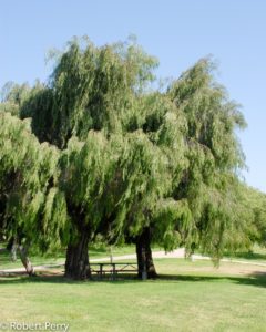 Low Maintenance Trees - Peppermint