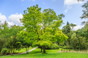 Low Maintenance Trees - Robinia