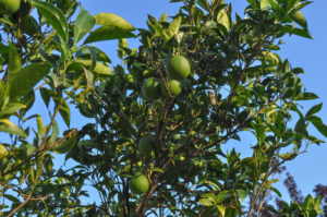 Low Maintenance Trees - Tahitian Lime