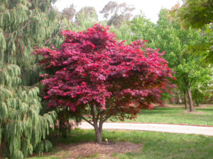 Weeping Trees - Japanese Maple