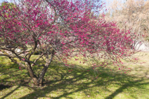 Weeping Apricot Tree
