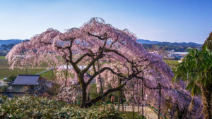 Weeping Cherry Tree
