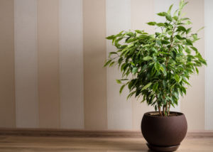 Weeping Fig Tree