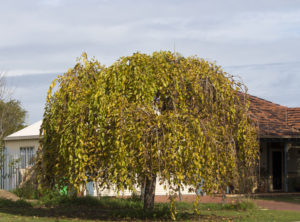 Weeping Mulberry Tree