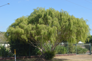 Weeping Tea Tree