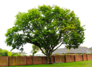 Autumn Gold Elm Tree