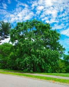 Chinese Elm Tree