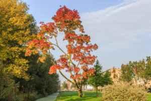 Claret Ash