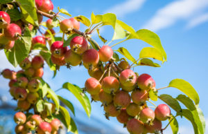 Crab Apple