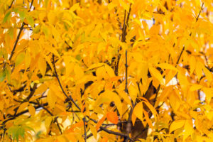 Golden Ash