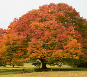 Japanese Elm Tree