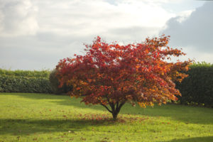 Japanese Maple