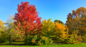 Lipstick Maple