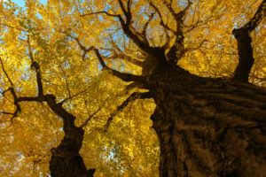 Maidenhair Tree