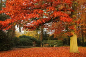 Scarlet Oak Tree