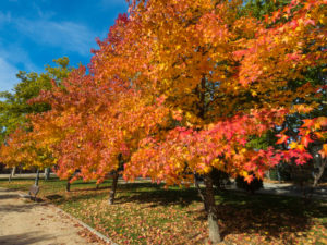 Sweet Gum Tree